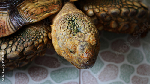 Large turtles are in their habitat © BAGUS SATRIYA
