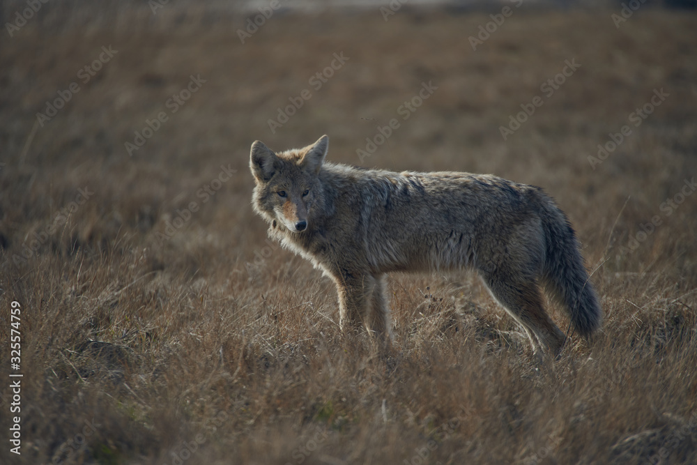 Fototapeta premium Tomi Fernandez Photography