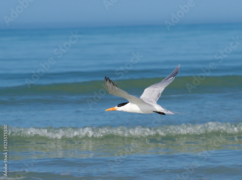 Royal Tern (Thalasseus maximus) flying over the Gulf of Mexico.