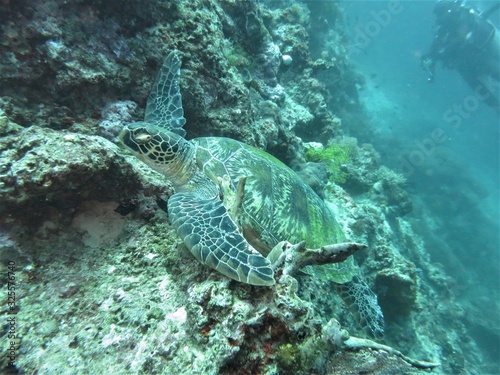 ヒレ（前足）をサンゴに引っ掛けて眠るウミガメ © so51hk
