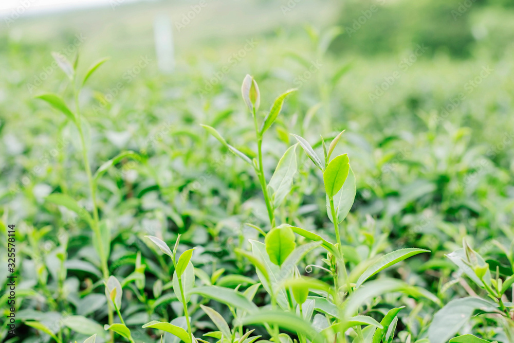 Young tea leaves on the farm.
