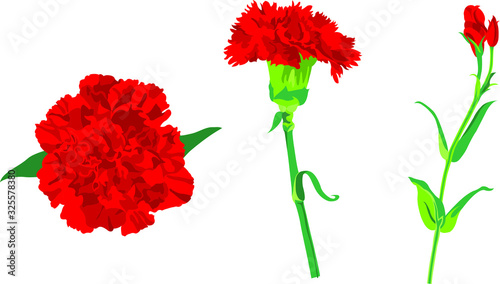 カーネーション　イラスト