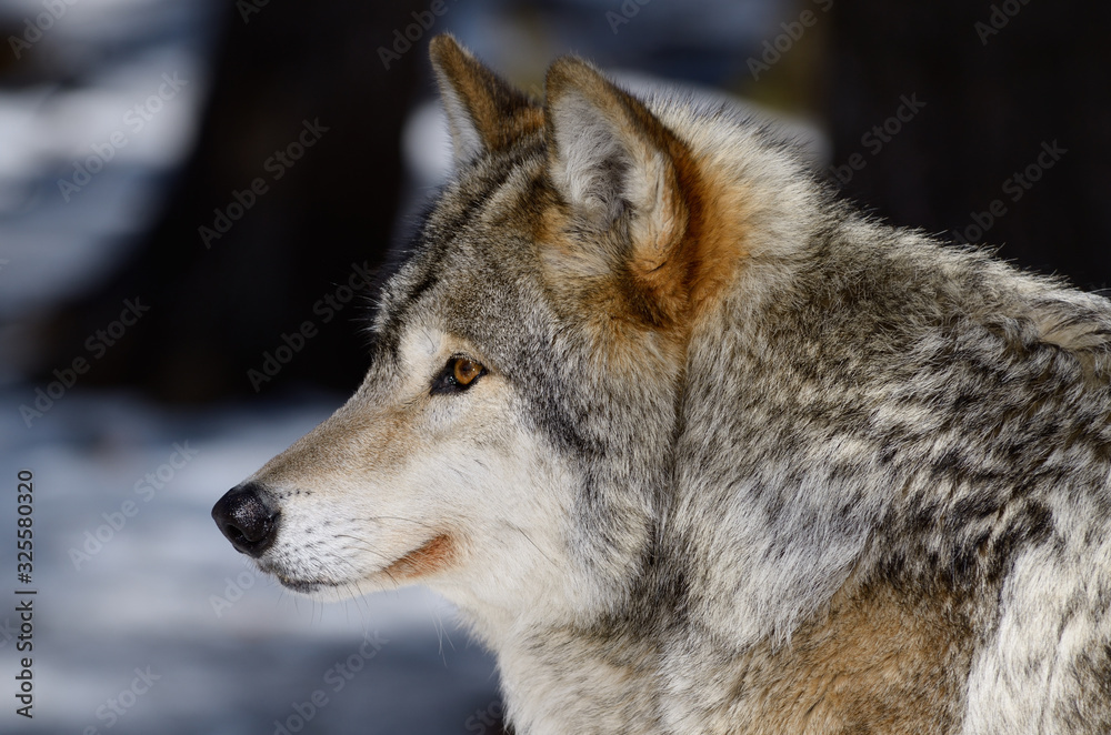 Close up profile of a male Gray Wolf face in a shaded North Ontario forest in spring Close up profile of a male Gray Wolf face in a shaded North Ontario forest in spring