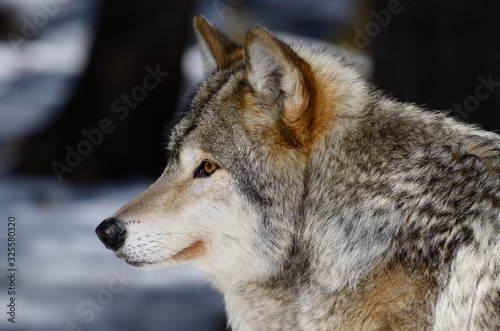 Close up profile of a male Gray Wolf face in a shaded North Ontario forest in spring