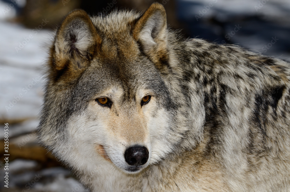 Close up face of a male Gray Wolf in a North Ontario forest in spring