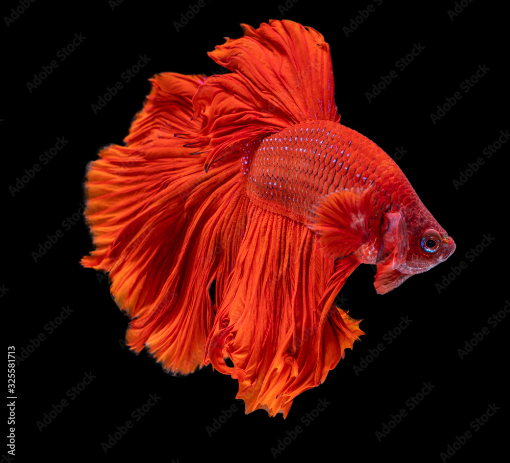 Beautiful betta splendens half moon siamese betta fish on black background. Beautiful betta splendens half moon siamese betta fish on black background.