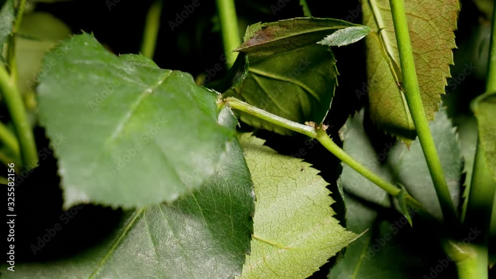 Video Stock Light changes direction while fall down on stems of roses