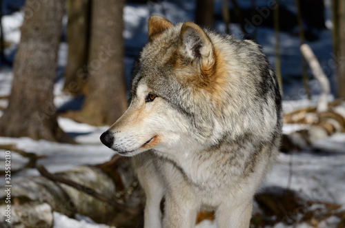 Close up of a male Gray Wolf face in a sunny North Ontario forest in spring © Reimar