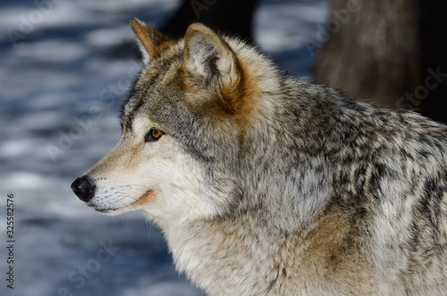 Close up profile of a male Gray Wolf face in a North Ontario forest in spring