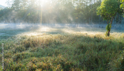 Natural grass background with early sunlight, dew and fog