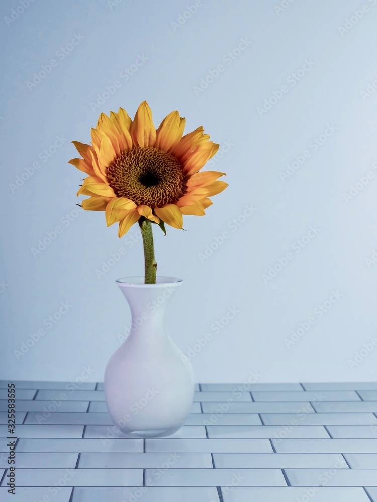 Single yellow sunflower in a white glass vase on a subway tile surface ...