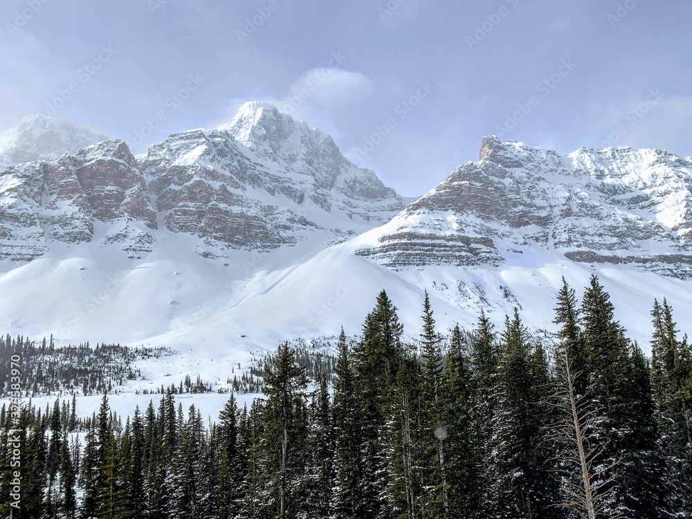 An incredible view of a dark green forest in the foreground and snow covered mountains peaks in the background, along the icefield parkway in the Rocky Mountains, Alberta, Canada An incredible view of a dark green forest in the foreground and snow covered mountains peaks in the background, along the icefield parkway in the Rocky Mountains, Alberta, Canada