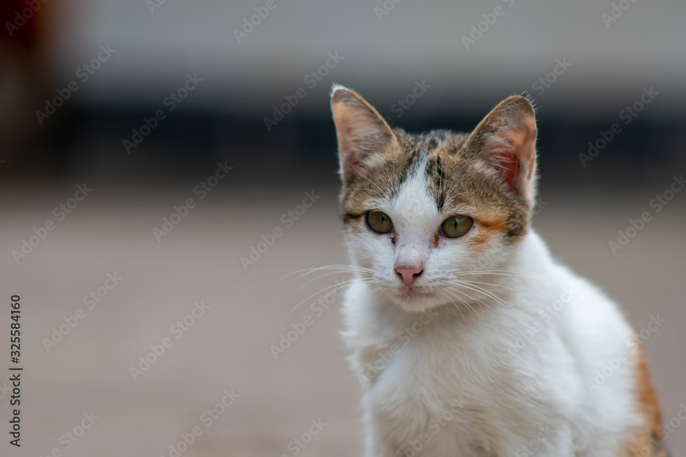 Portrait of white cat at the garden, close up Thai cat 