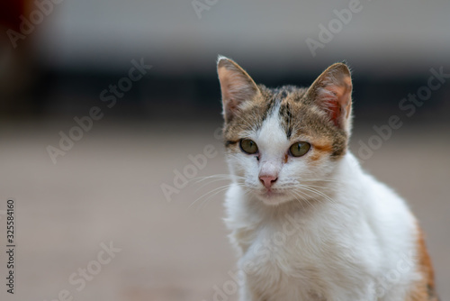 Portrait of white cat at the garden, close up Thai cat  © Patara