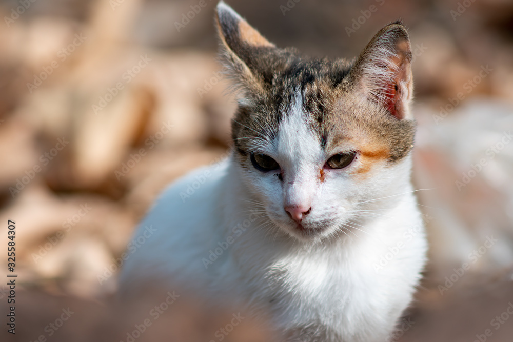 Portrait of white cat at the garden, close up Thai cat 