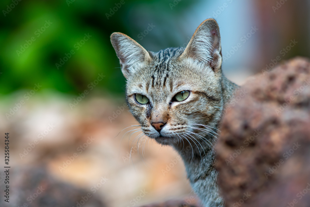 Portrait of striped cat at the garden, close up Thai cat, close relax cat