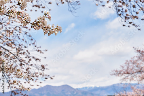 山梨県　大法師公園の桜 photo