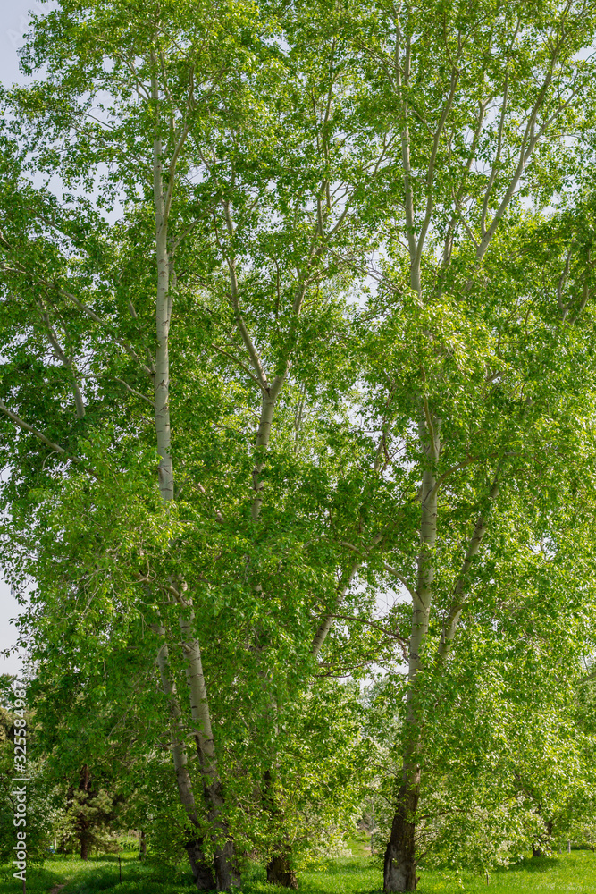Tall tree trunks in the park. Perennial poplars. summer sunny day. Tall tree trunks in the park. Perennial poplars. summer sunny day.
