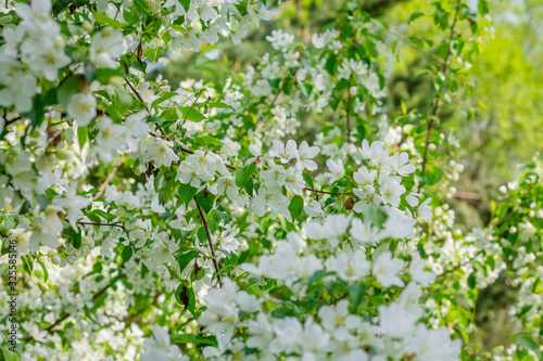 Background from white flowers of apple tree. Flowering trees in spring.