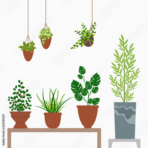 mini plants,small plants