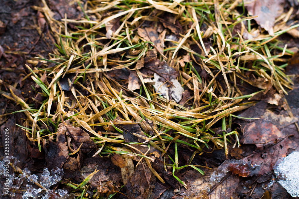 Background with grass and wet leaves. Dirty meadow. Spring.