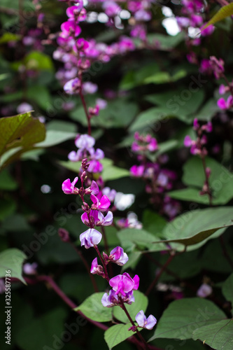 Lablab purpureus close up. Bean decorative plant with purple flowers on a background of dark green leaves.