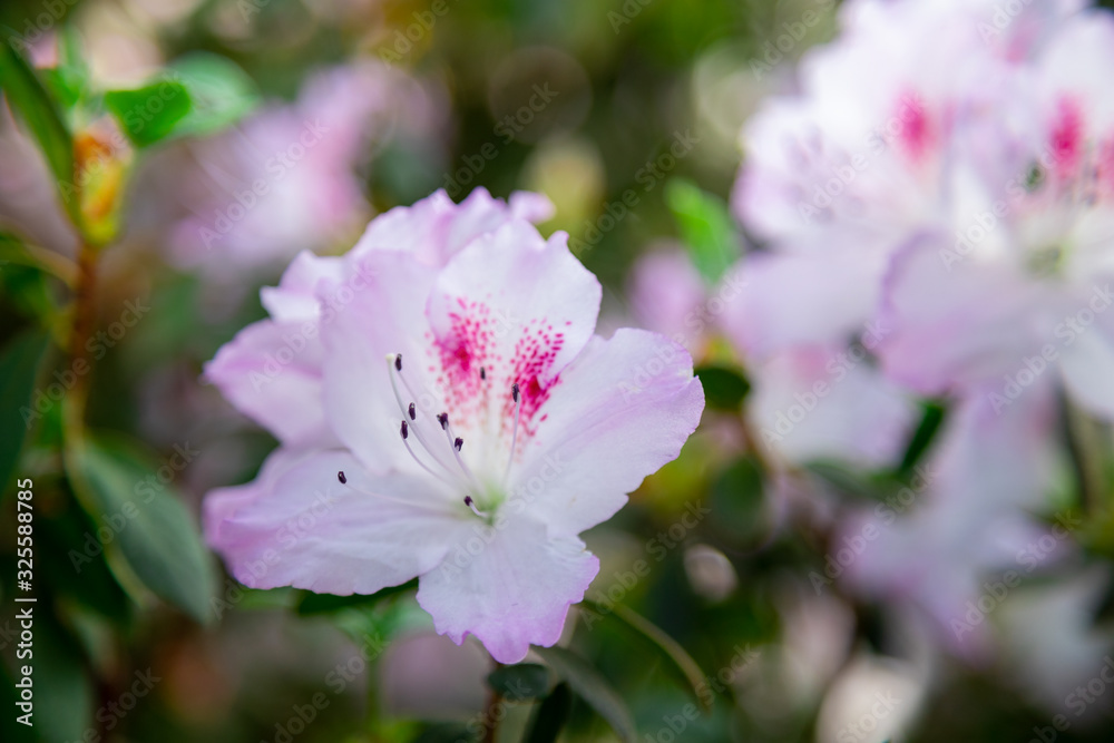 Fototapeta premium Azaleas tropical flower.