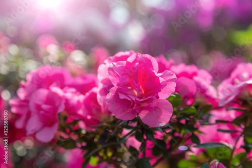 Azaleas tropical flower.