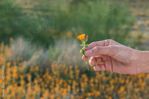 Hands holding an orange flower in natural environment