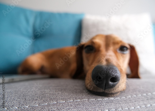 Close up of a dachshund nose, cute dog photo. © reddish