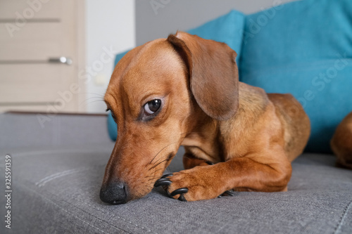 Dachshund puppy lying on the sofa with pillows, notebook. Dog’s life at home. Healthy and happy dog. © reddish