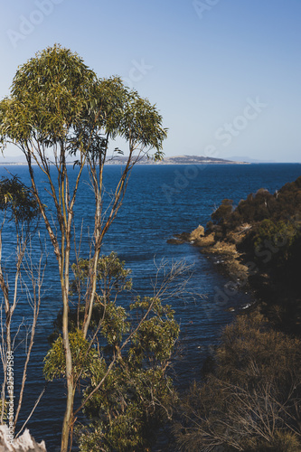 eucalyptus gum trees in front of the sea at Blackman's Bay on a sunny summer day in the late afternoon before dusk