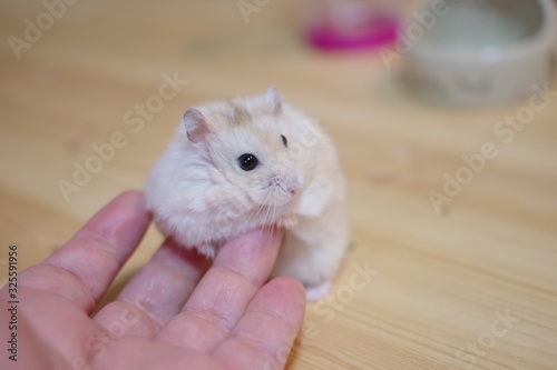 ハムスター男前 Hamster Handsome