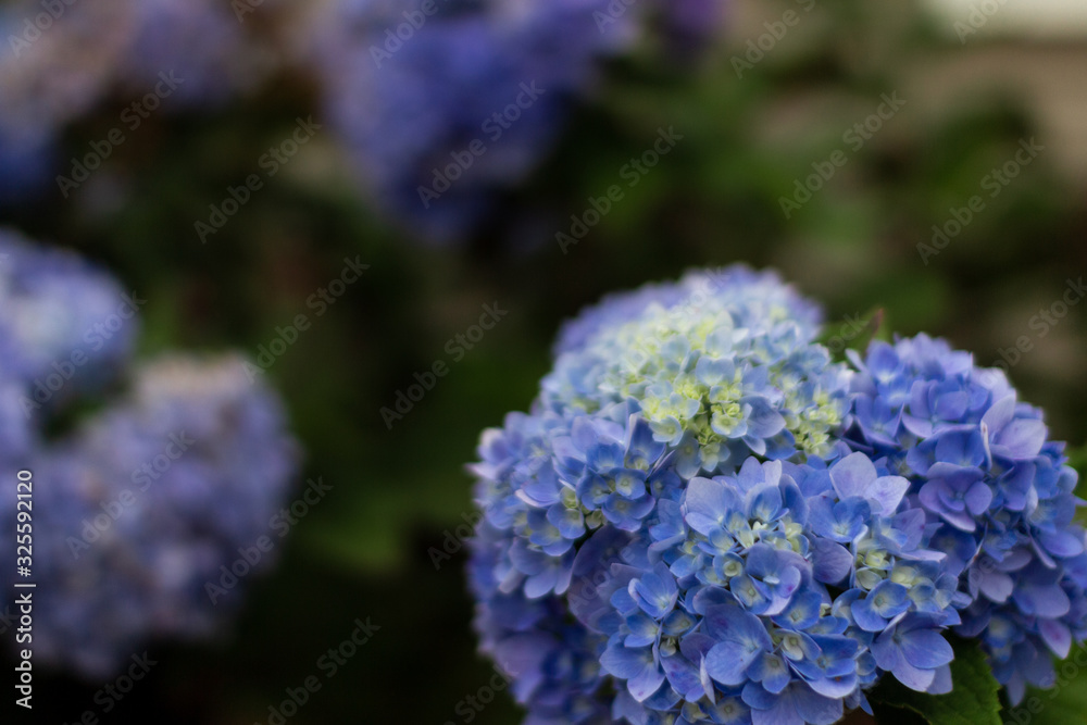 Beautiful blue flowers close-up. Closeup of blue hydrangea inflorescences Beautiful blue flowers close-up. Closeup of blue hydrangea inflorescences