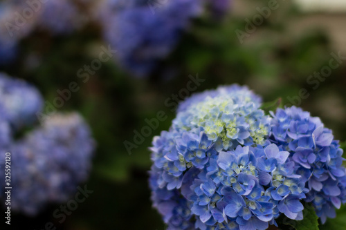 Beautiful blue flowers close-up. Closeup of blue hydrangea inflorescences