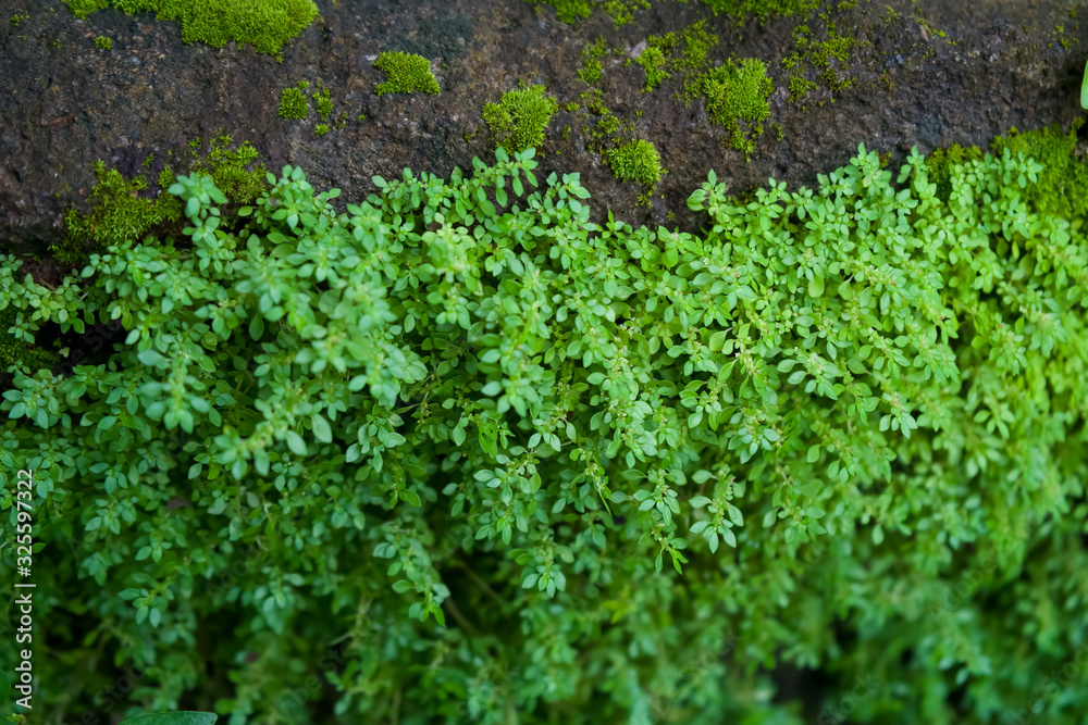 Partial and selective focus image of Rockweed plants or Pilea microphylla, photographed from above at close range on weathered concrete. Partial and selective focus image of Rockweed plants or Pilea microphylla, photographed from above at close range on weathered concrete.