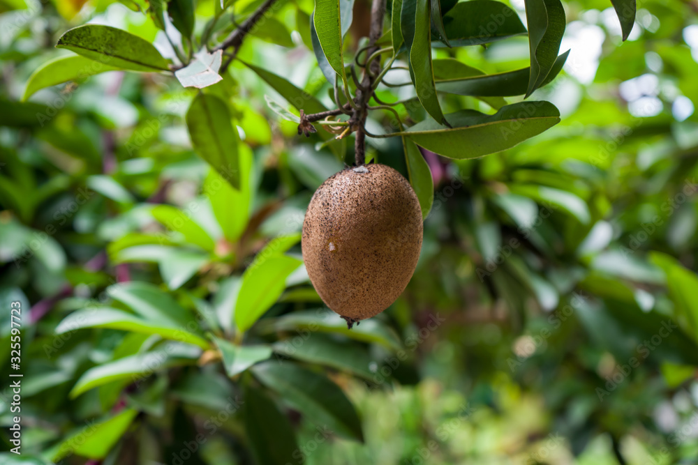 Selective focus images of Sawo fruit / Sapodilla or Manilkara zapota, photographed at close range with blurred background.