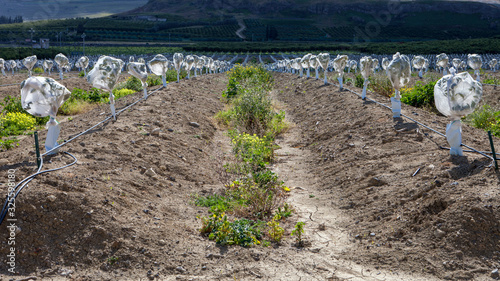 Orange Trees protected from the cold