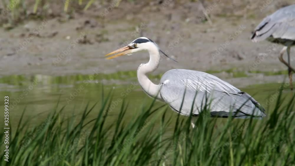 Grey heron hunting fish in Kopacki rit Nature park Grey heron hunting fish in Kopacki rit Nature park