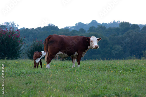 Hereford Cow and Calf Grazing