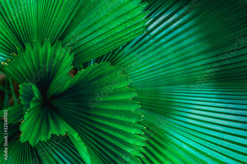 tropical palm leaf and shadow, abstract natural green background, dark blue tone © Nabodin