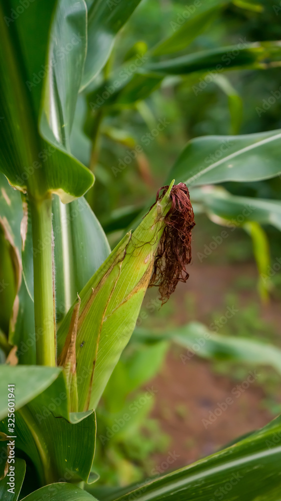 Obraz premium Image of the Sweet Corn fruits trees or (Zea mays convar. saccharata var. rugosa), photographed directly from the fields with blurry green leaf background.