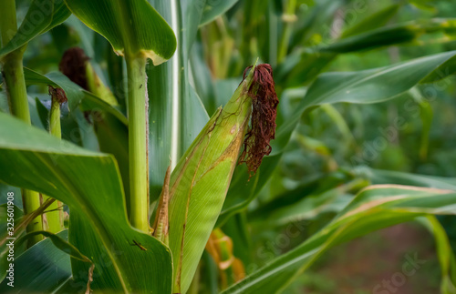 Image of the Sweet Corn fruits trees or (Zea mays convar. saccharata var. rugosa), photographed directly from the fields with blurry green leaf background.