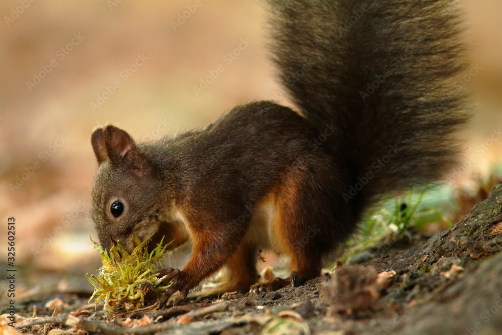 The red squirrel or Eurasian red squirrel (Sciurus vulgaris) in autumn The red squirrel or Eurasian red squirrel (Sciurus vulgaris) in autumn