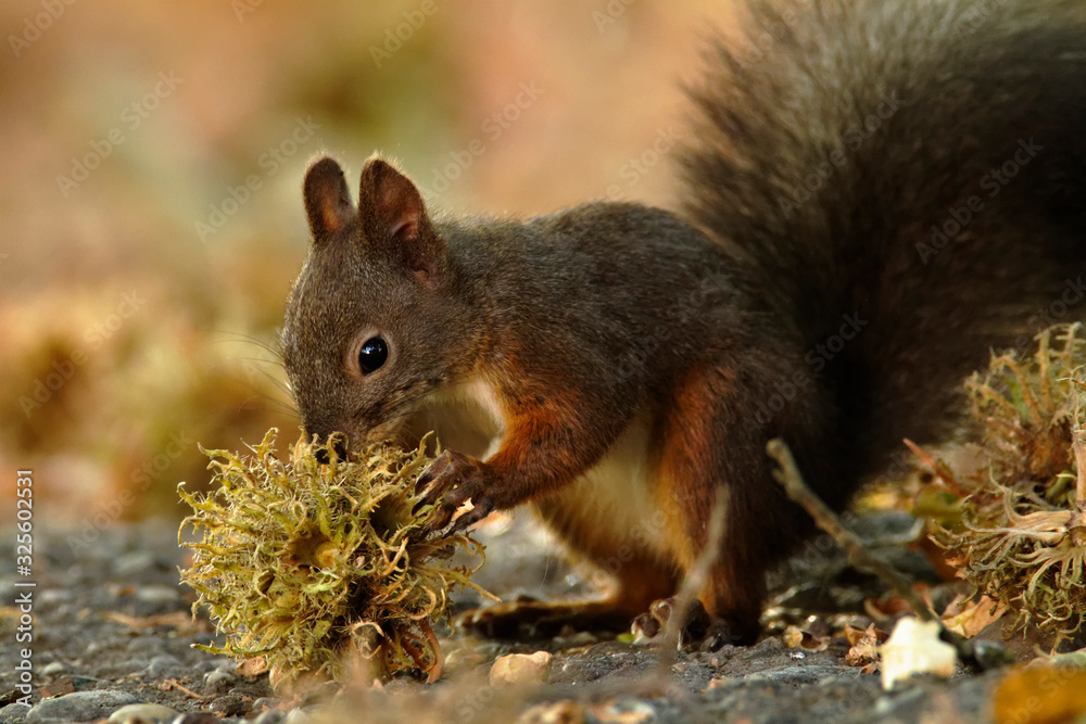The red squirrel or Eurasian red squirrel (Sciurus vulgaris) in autumn The red squirrel or Eurasian red squirrel (Sciurus vulgaris) in autumn
