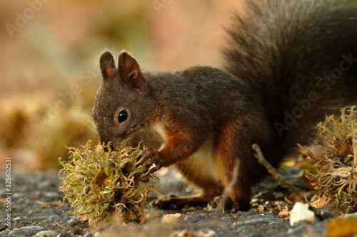 The red squirrel or Eurasian red squirrel  Sciurus vulgaris  in autumn