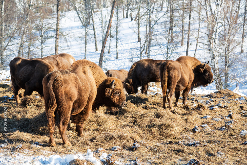 A herd of European bison feeding on winter mountains. Altai Republic, Russia A herd of European bison feeding on winter mountains. Altai Republic, Russia