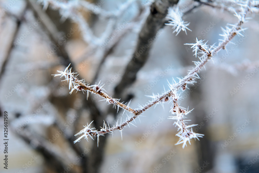 Branches in hoarfrost on a blurry background. Concept - natural beauty, cloudy frosty morning
