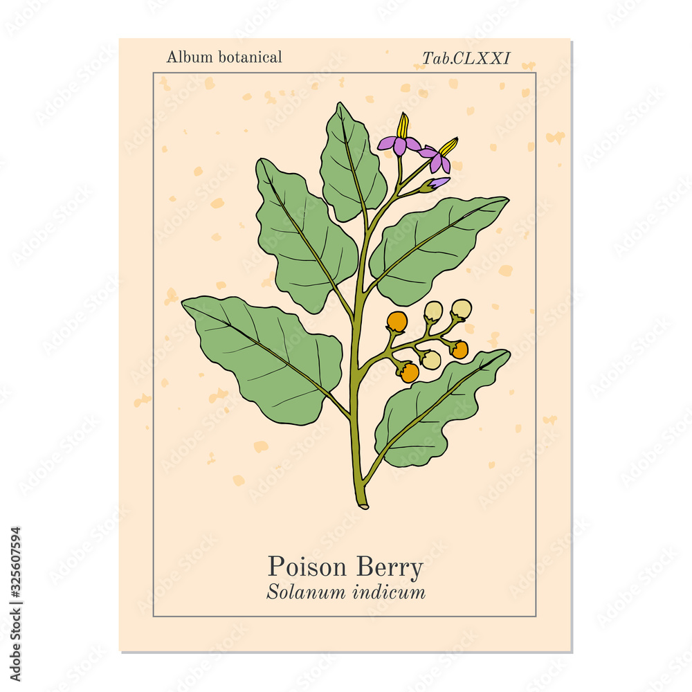 Poison berry, or indian nightshade, brihati Solanum indicum , medicinal plant