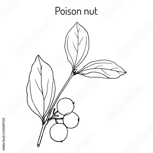 Poison nut Strychnos nux-vomica , medicinal plant photo